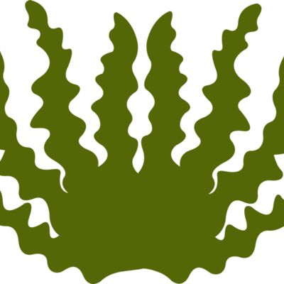 Sea Plant 2 Thumbnail